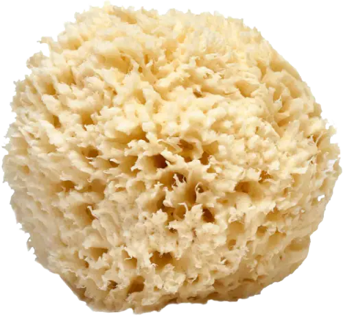 LATHER Natural Sea Wool Sponge, 5-6