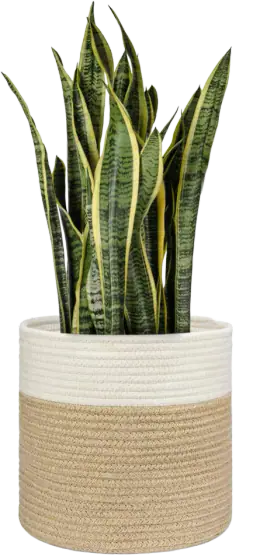 Dahey Jute and Cotton Rope Storage Basket, White and Beige
