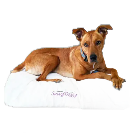 Savvy Rest Savvy Doggy Organic Dog Bed