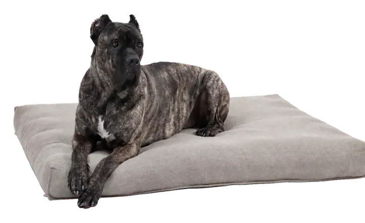 Home of Wool Organic Wool Dog Mattress